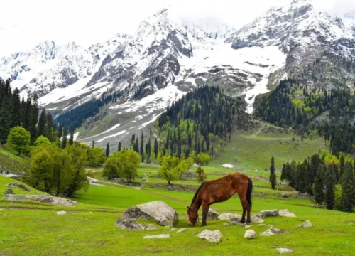 4 Days Kumrat Valley Tour – A Paradise of Forests & Meadows